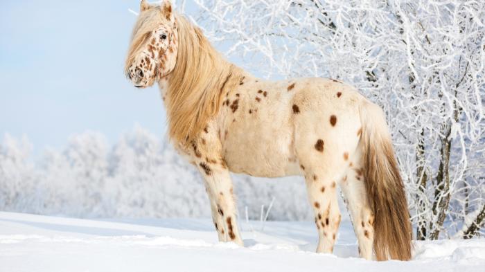 Appaloosa mehr als nur eine Farbzucht